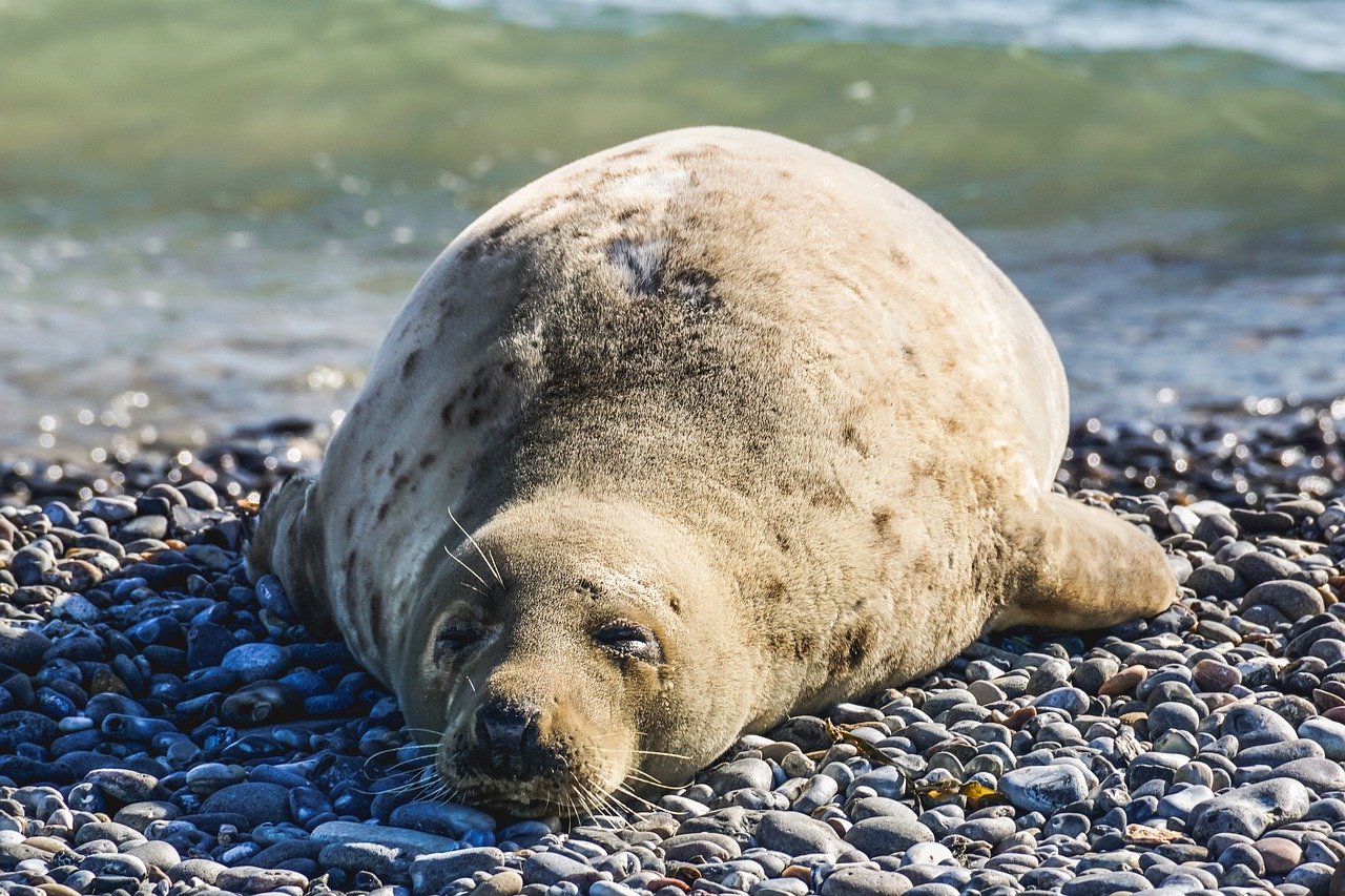 A picture of a dear, buxom seal! <3