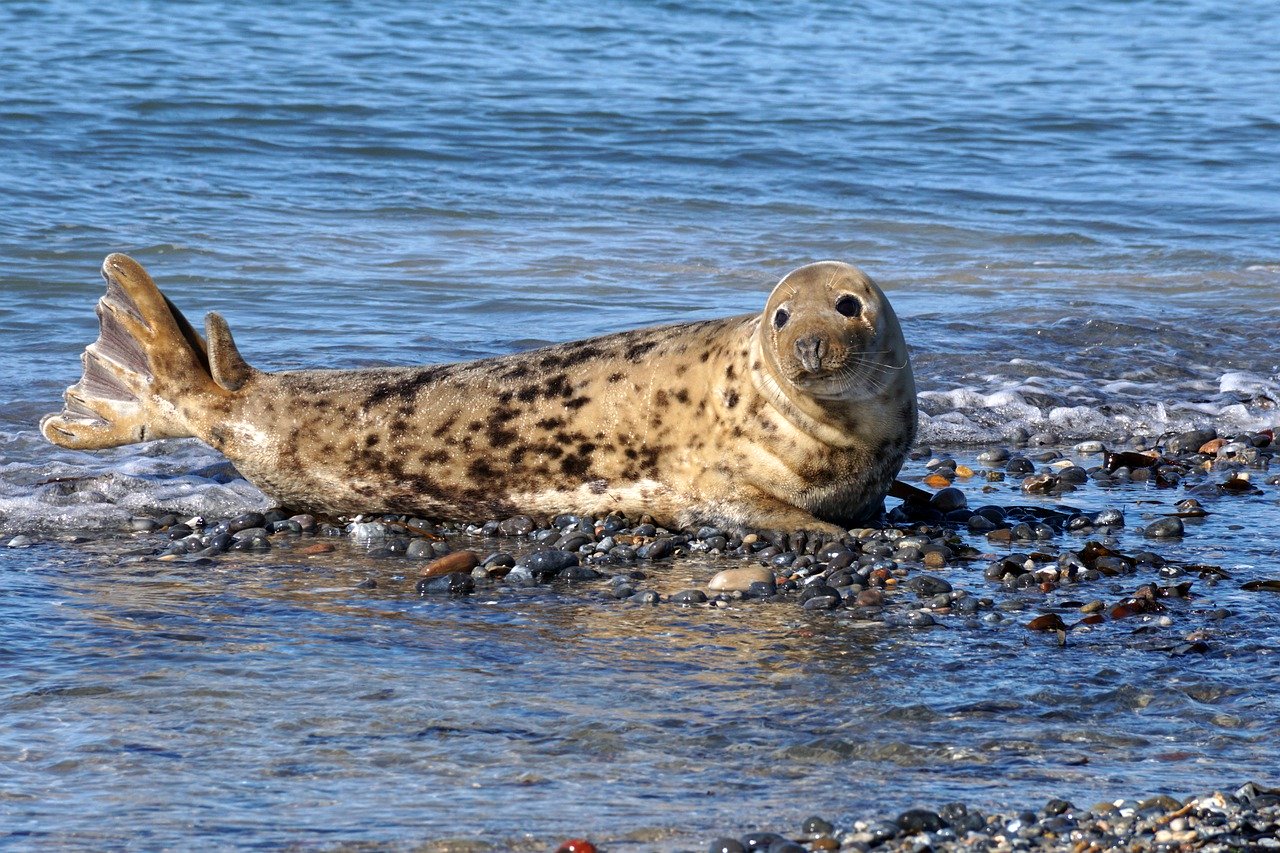 A picture of a beautiful, husky seal! <3