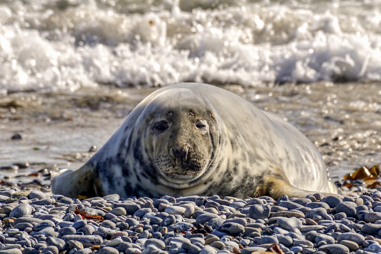 A picture of a fetching, rotund seal! <3