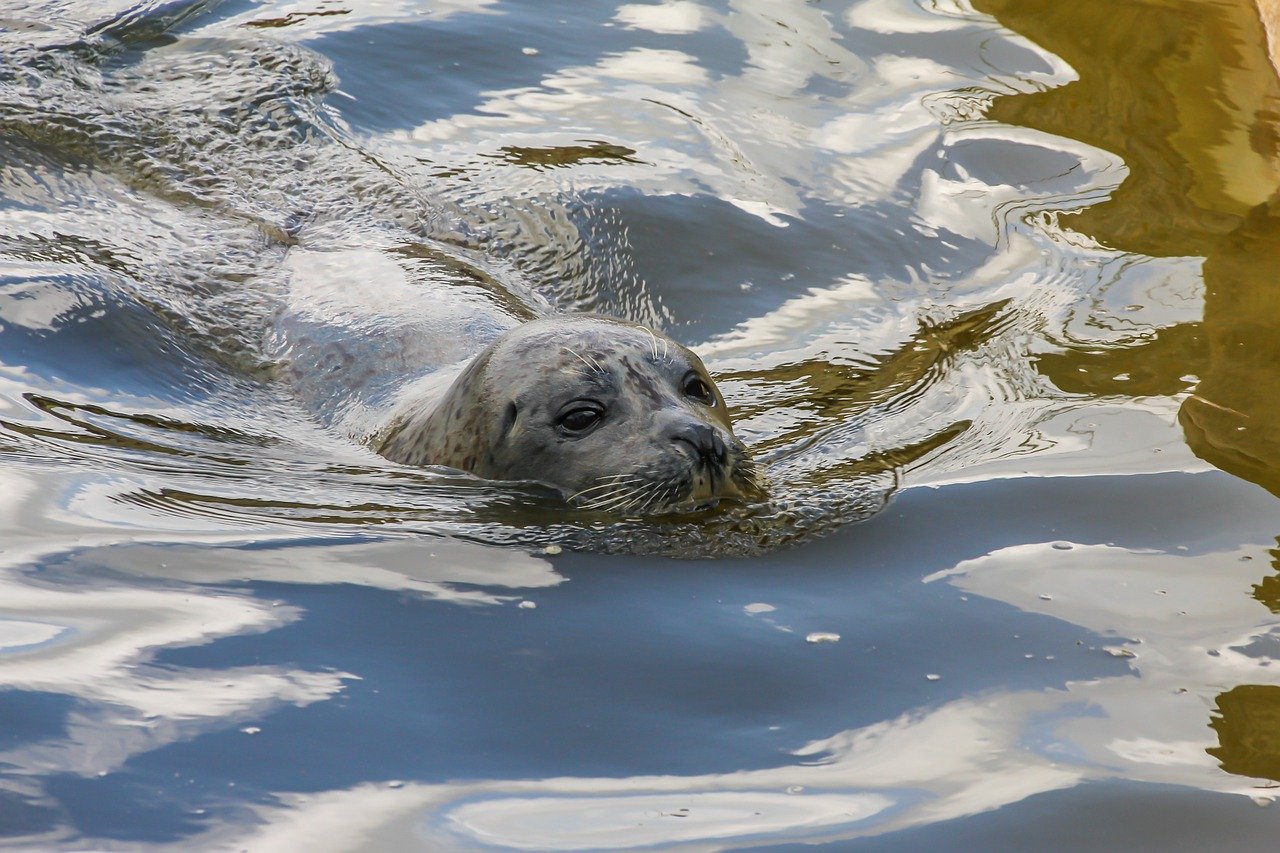 A picture of a graceful, flabby seal! <3