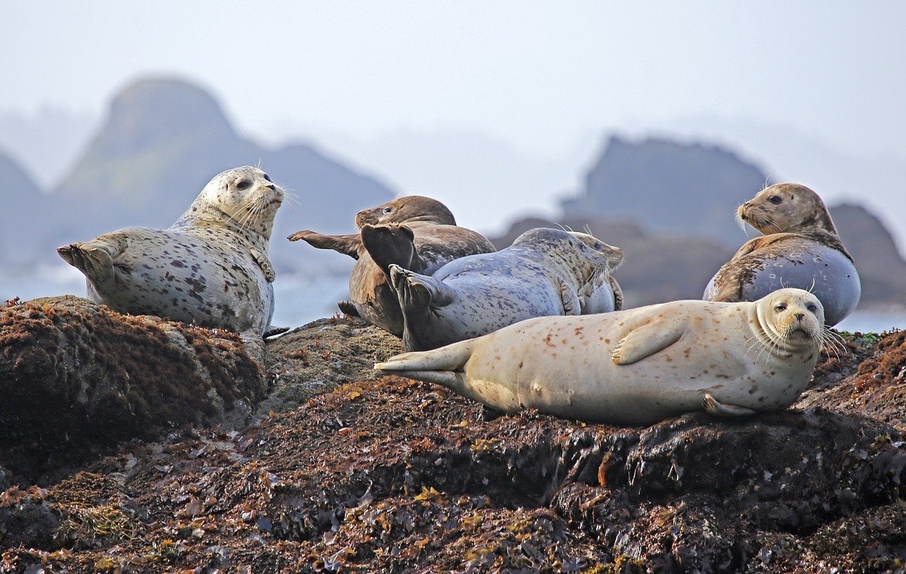 A picture of a captivating, hefty seal! <3