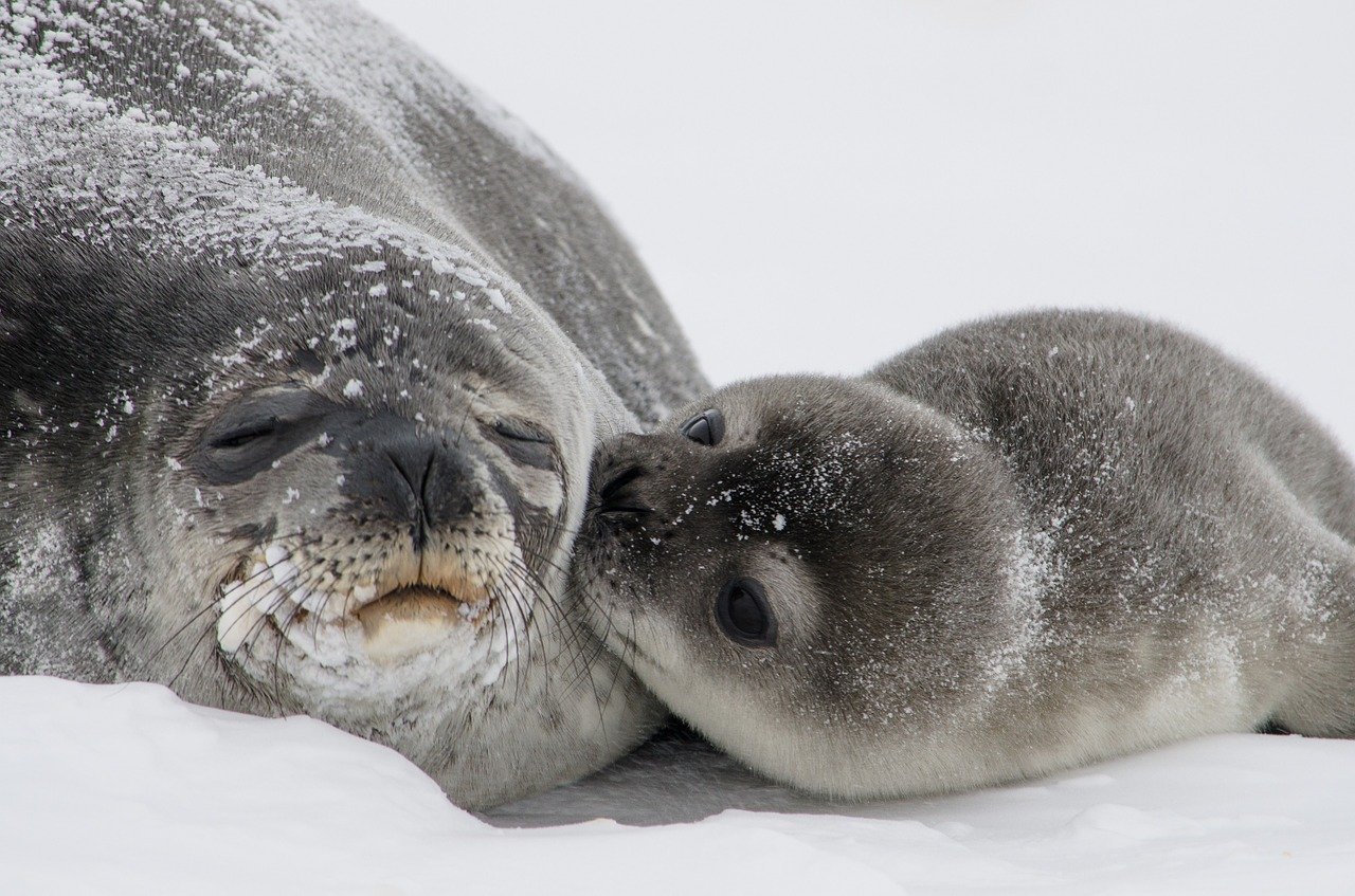A picture of a cute, stout seal! <3