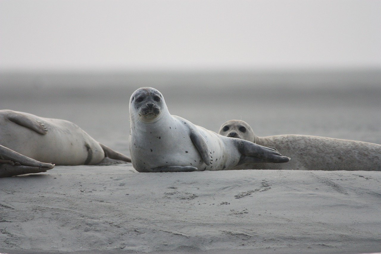 A picture of a heavenly, plumpish seal! <3