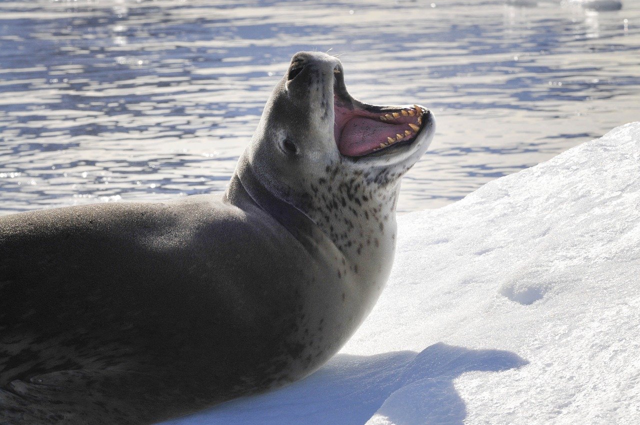 A picture of a bewitching, chunky seal! <3