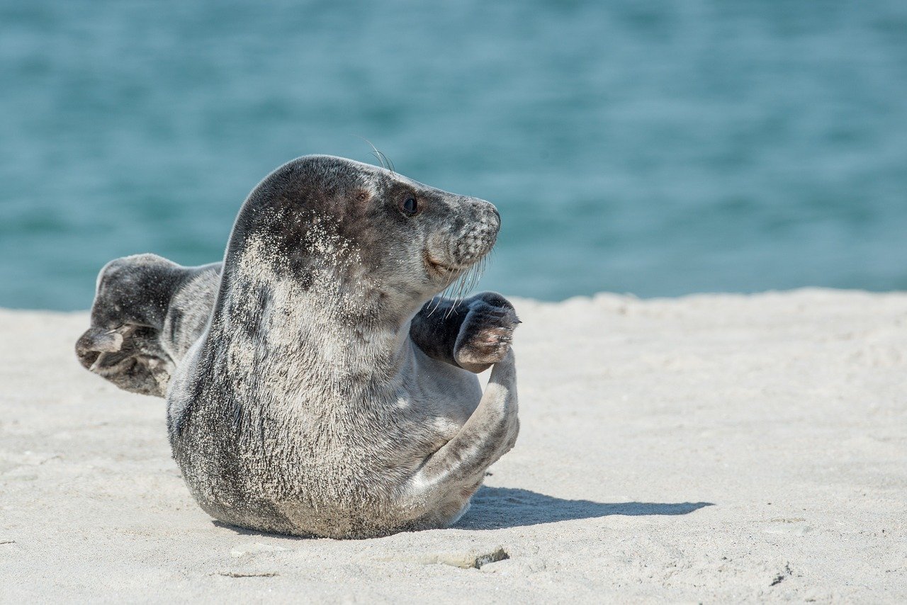 A picture of a engrossing, portly seal! <3